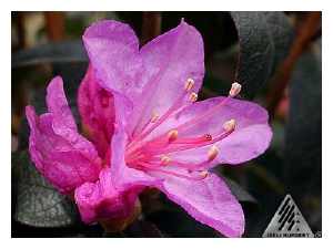 RHODODENDRON x 'PJM Black Satin' (Mezitt)